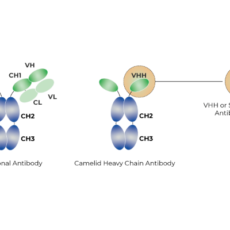 Single Domain Antibodies: Tools for the Future?