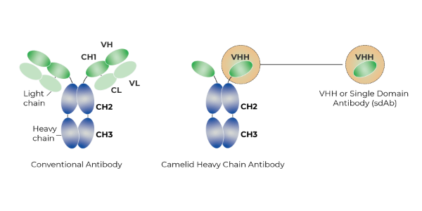 Single Domain Antibodies: Tools for the Future?