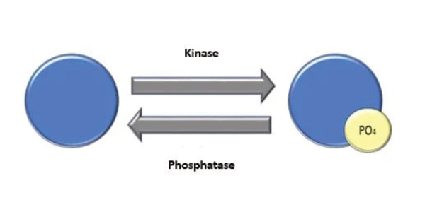 Protein Phosphorylation: Essential Role in the Proper Functioning of Pathways