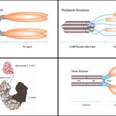 Proteins with Enhanced Activity & Stability