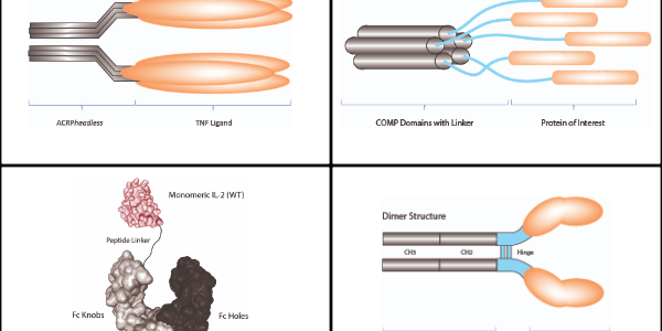 Proteins with Enhanced Activity & Stability