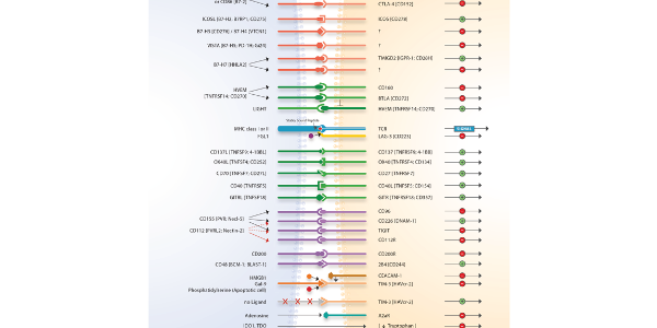 T Cell Immune Checkpoints for Immuno-Oncology Research