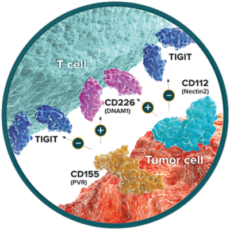 TIGIT – CD155 – CD112 – CD226 Network