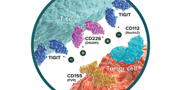 TIGIT – CD155 – CD112 – CD226 Network