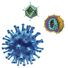 Transduction Reagents: Virus Production