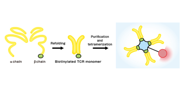 What Exactly is a TCR Tetramer?