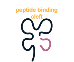 Peptide-ready MHC