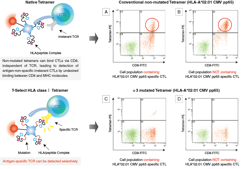 Mhc tetramer class I