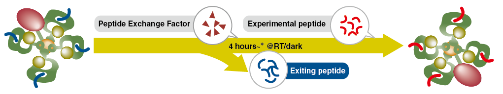 Quickswitch-peptide-exchange