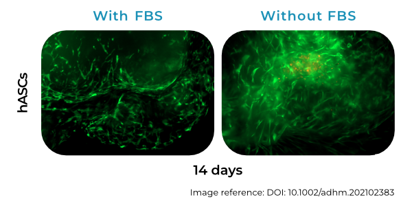 Cell Encapsulation in sponges cells