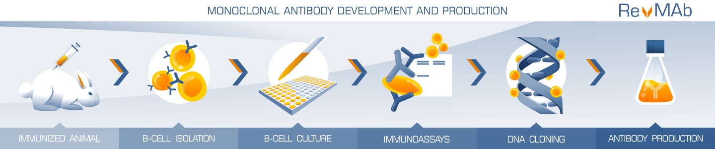 RevMab Technology RevMab Technology