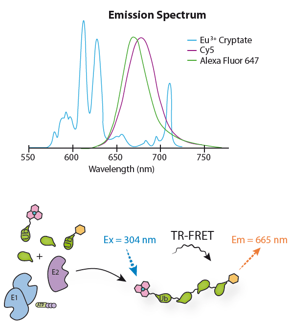 Labelled Ubiquitins