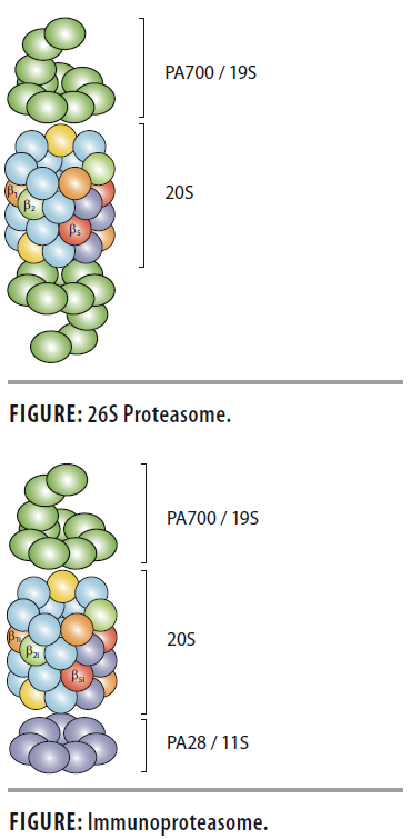 Proteasome and Immunproteasome