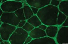 CELLvo Human Cord - Blood Endothelial Progenitor Cells