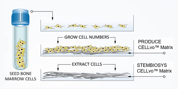 Schematic of CELLvo mtrices production method